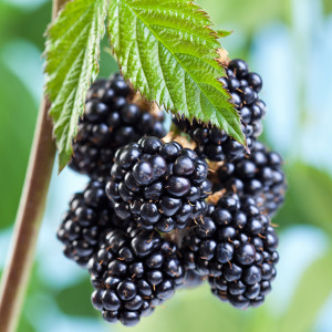 Mora Frutti Di Bosco, varietà, produzione, stagionalità